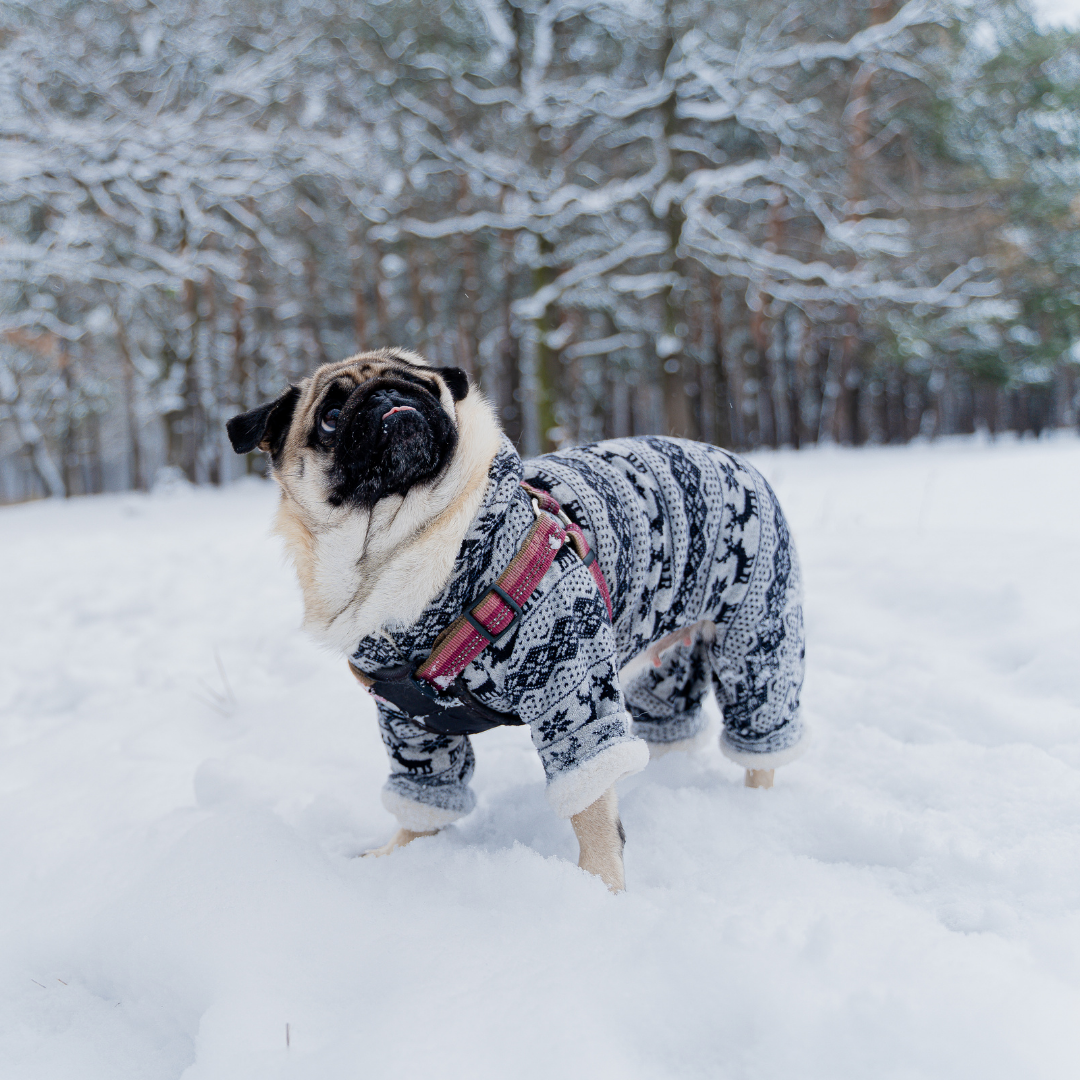 Cachorro sente frio? 7 sinais que seu cachorro está com frio