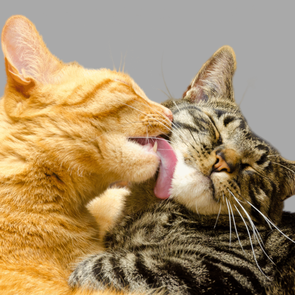 gatos fogem
