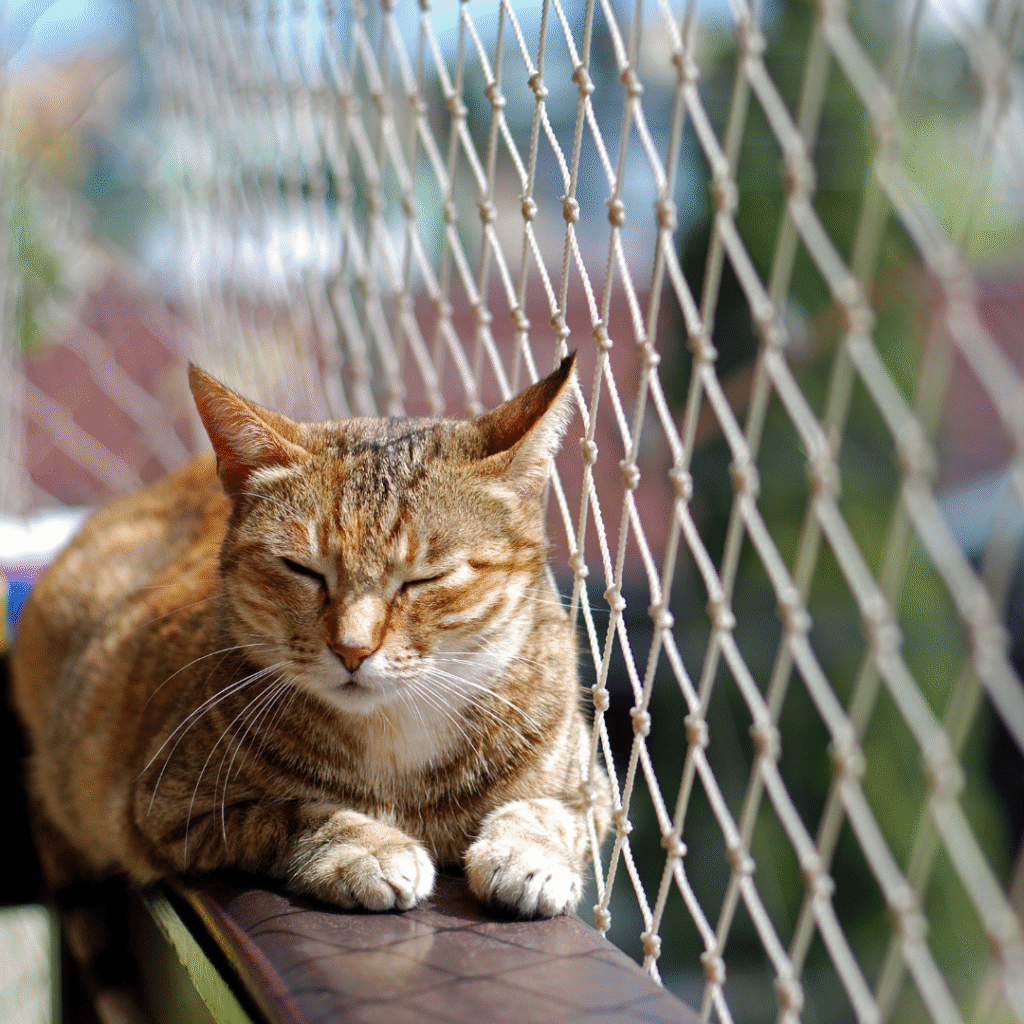 gatos fogem