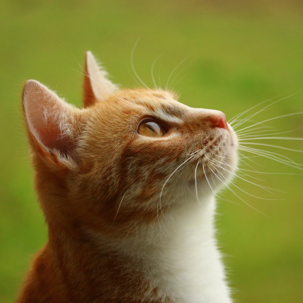 gatos fogem