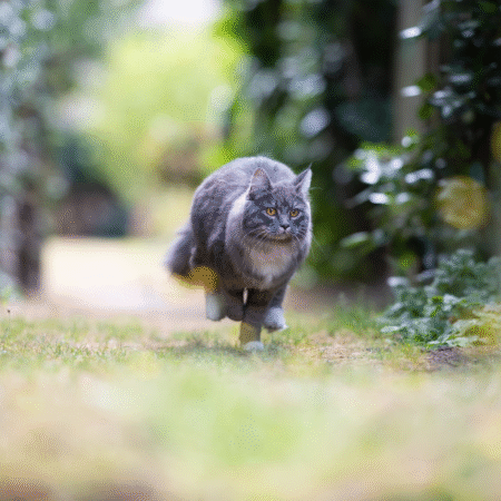 Por que os gatos fogem tanto? Entenda as razões e como evitar