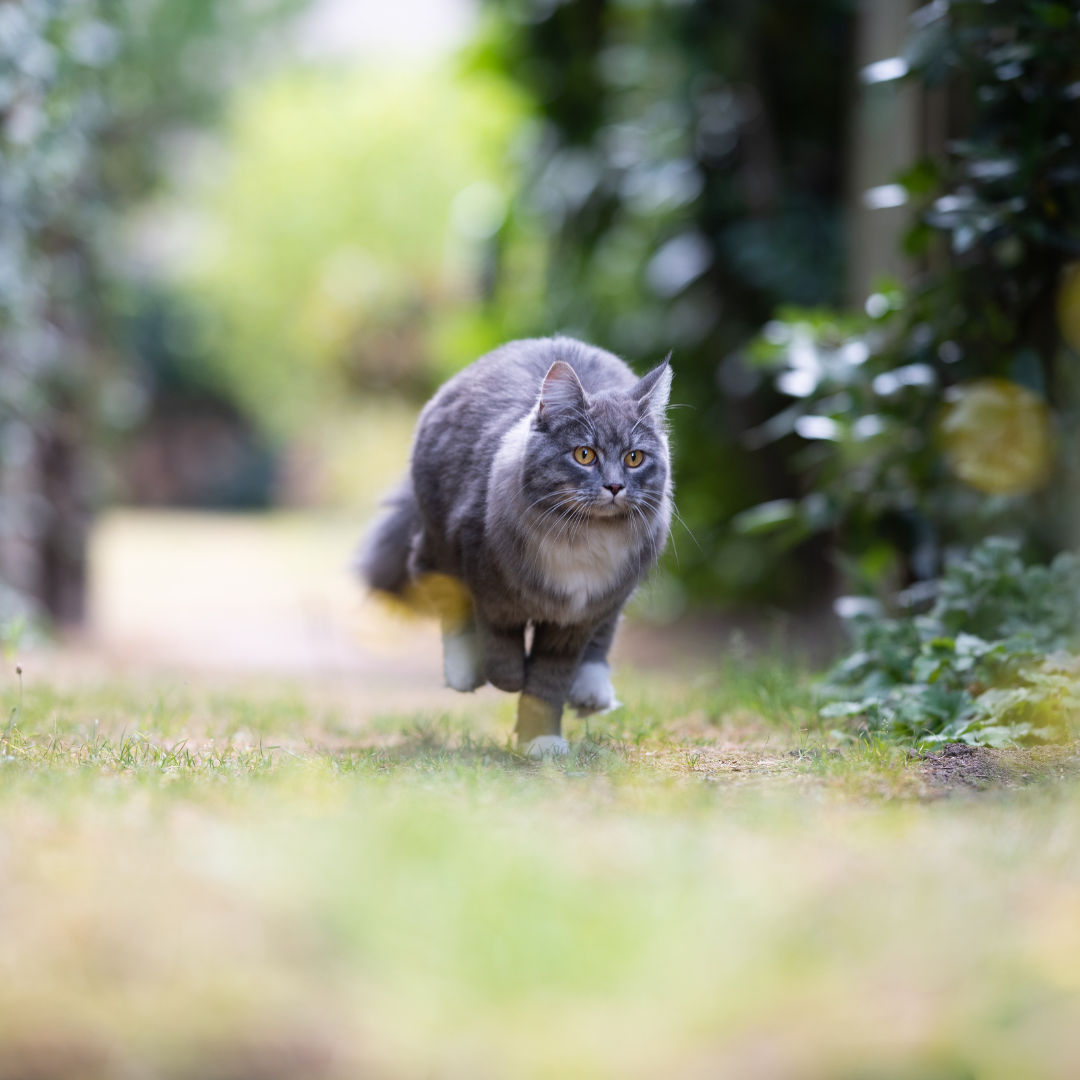 Por que os gatos fogem tanto? Entenda as razões e como evitar
