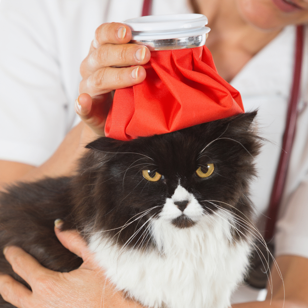 gripe aviária em pets