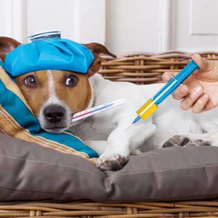 Gripe aviária em pets – Tudo que você precisa saber para protegê-los