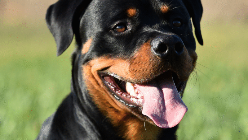 Rottweiler – Força, lealdade e um companheiro familiar surpreendente