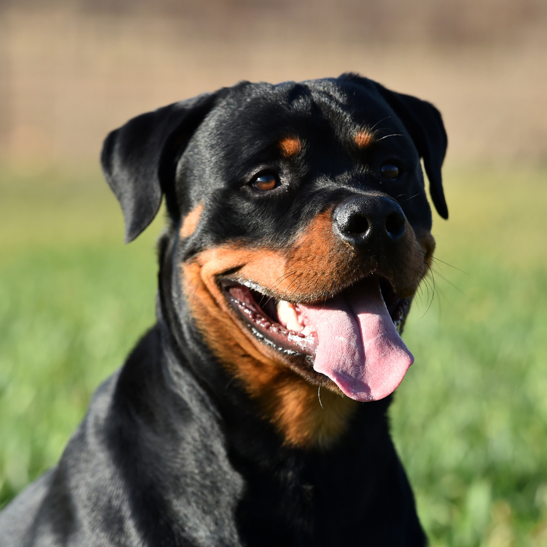 Rottweiler – Força, lealdade e um companheiro familiar surpreendente