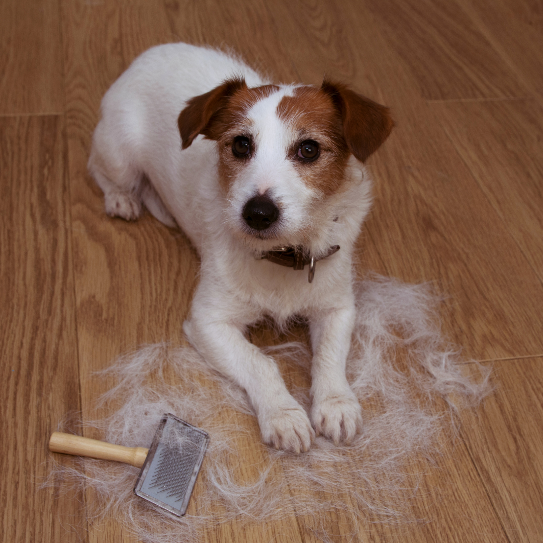 Cachorro soltando pelo, por que isso está acontecendo? Como reduzir essa queda excessiva?