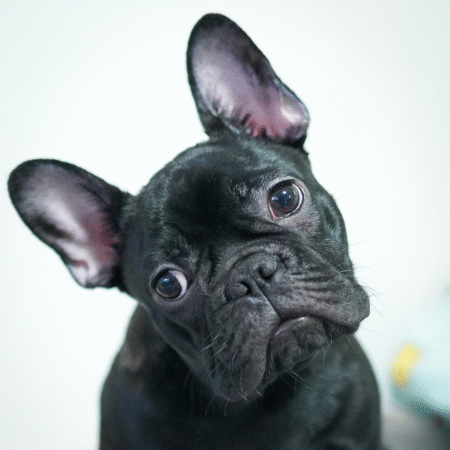 Bulldog Francês – O pequeno gigante do carinho e da personalidade