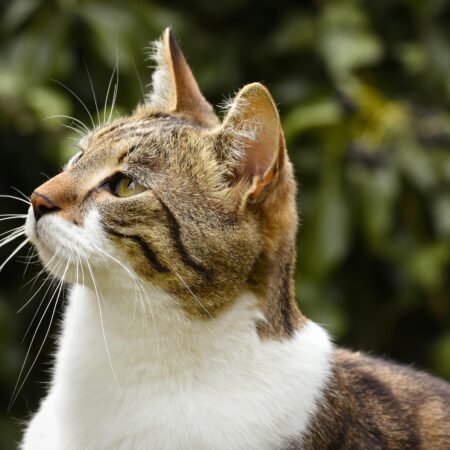 Você sabia? Curiosidades sobre cães e gatos que irão te surpreender