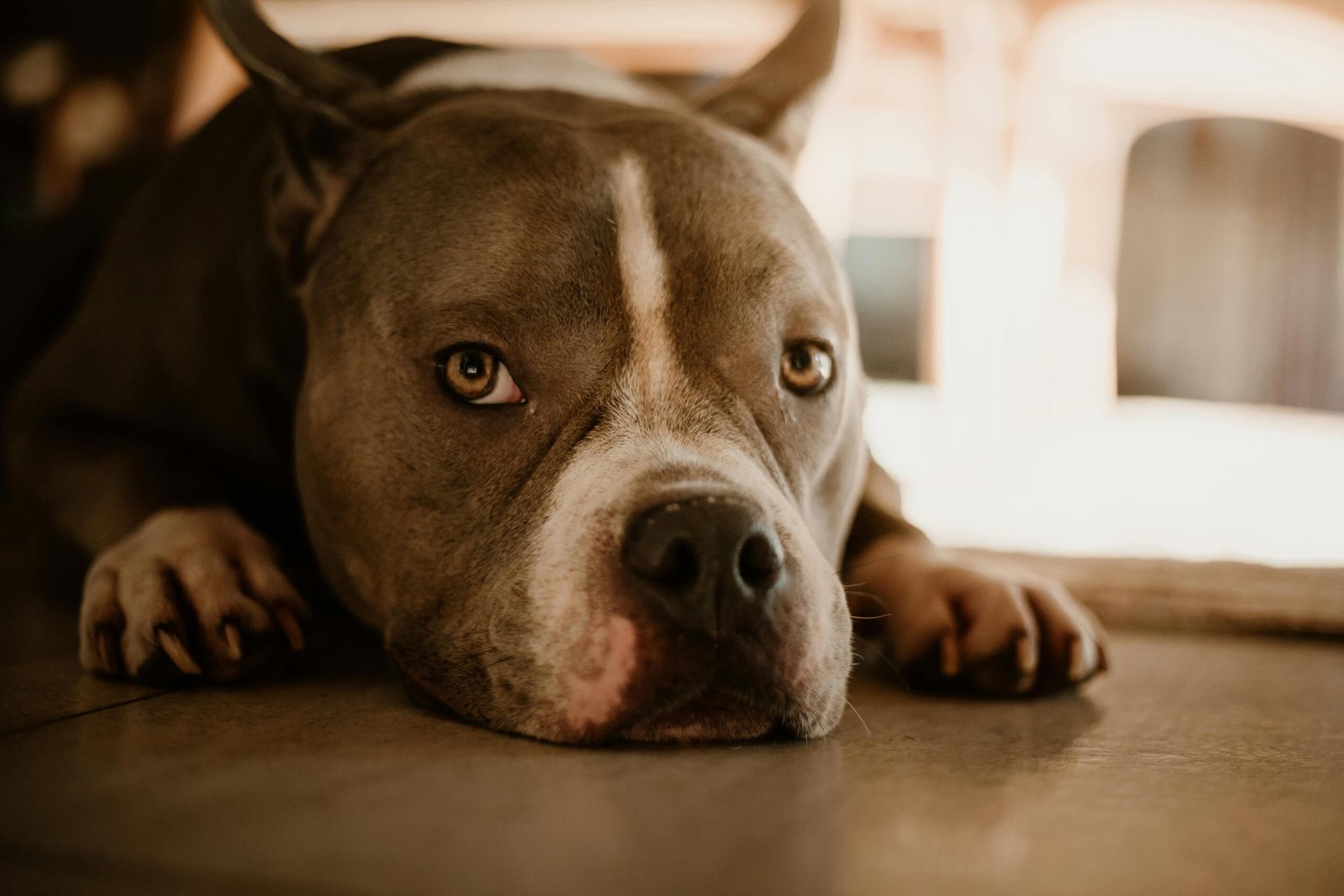 Raças agressivas – Mito ou realidade sobre a agressividade canina?