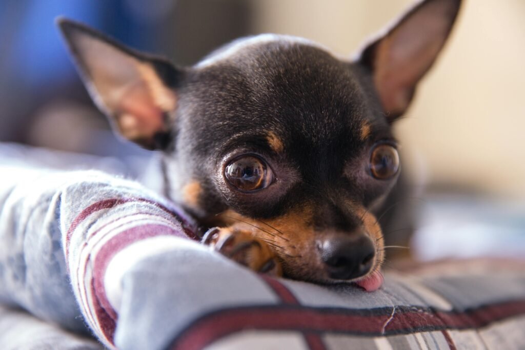 curiosidades sobre cães e gatos