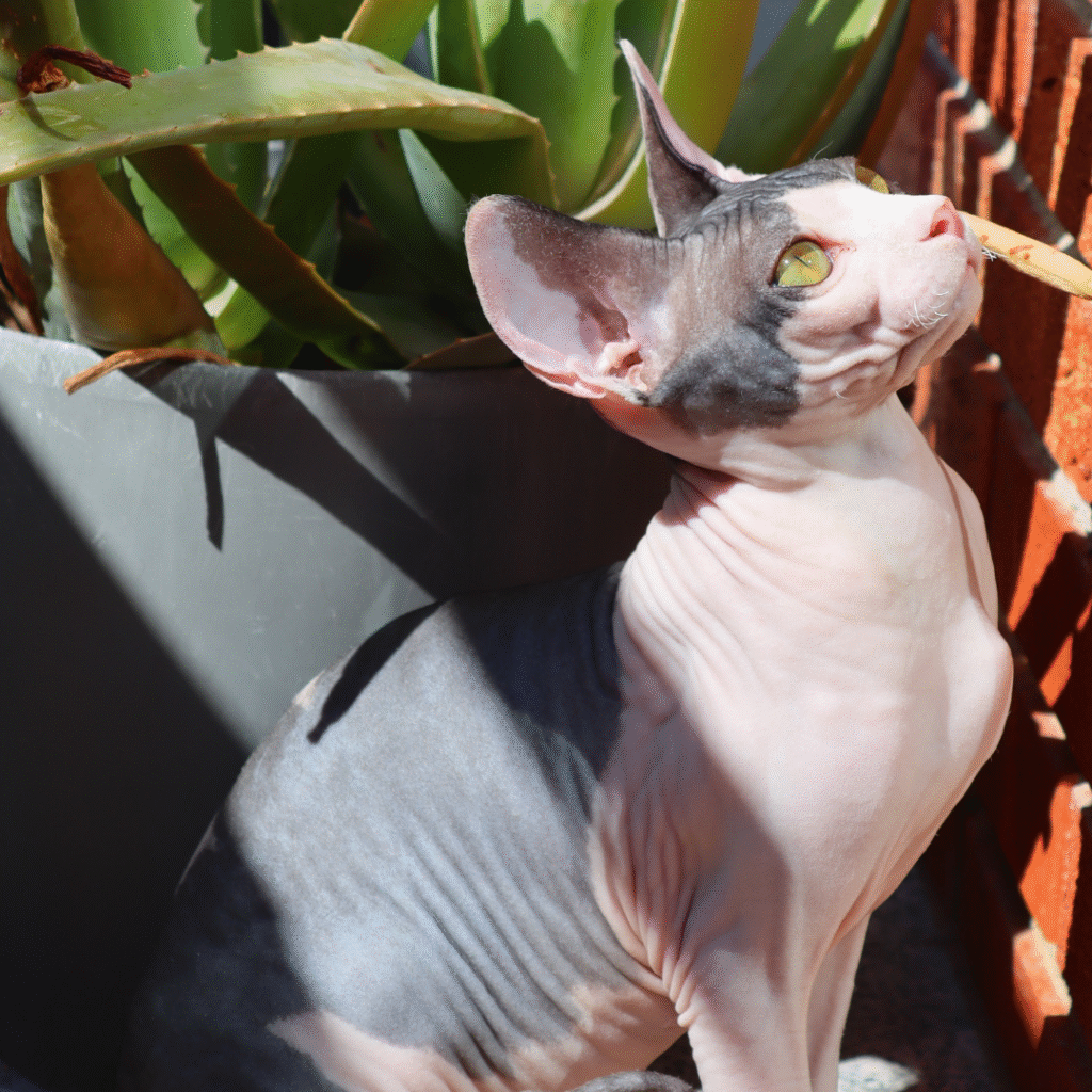 sphynx