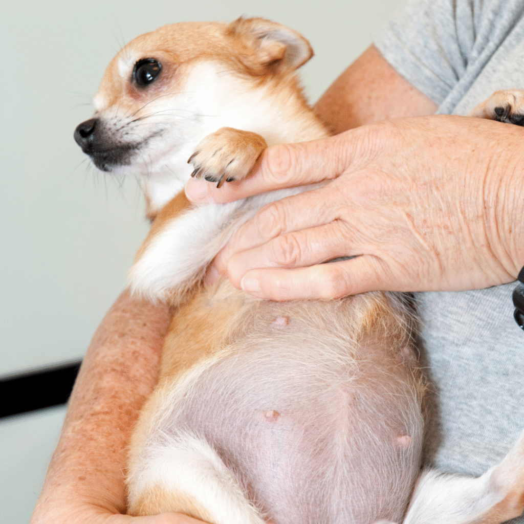 cachorra está gravida