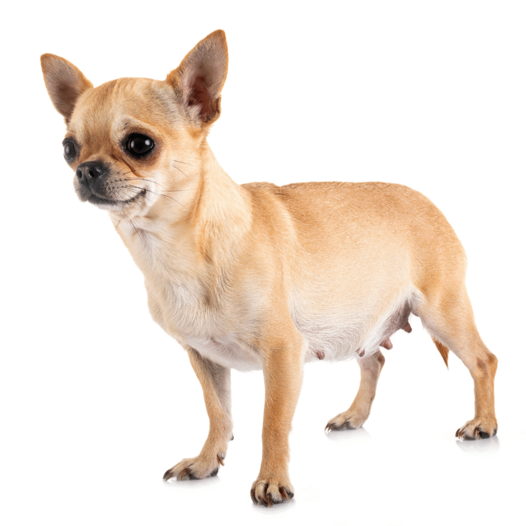 cachorra está gravida