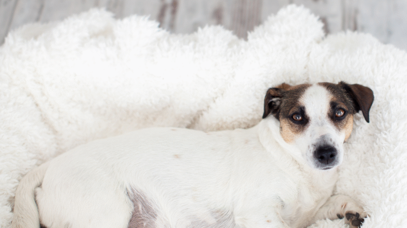 Como saber se a cachorra está grávida: sintomas, confirmação e cuidados essenciais