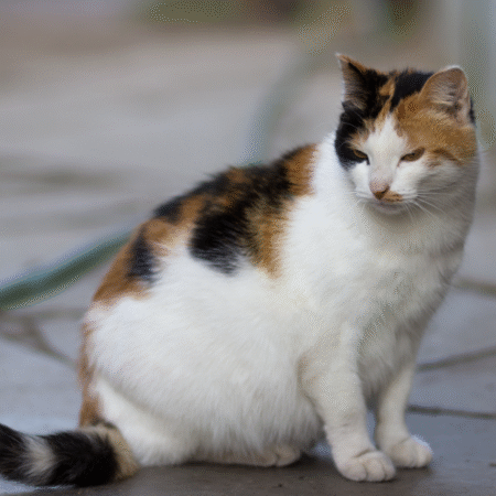 Como saber se sua gata está grávida: sintomas, cuidados e orientações completas