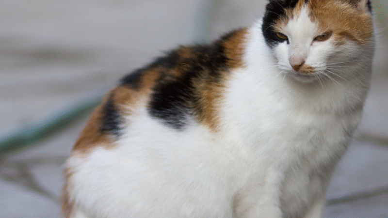 Como saber se sua gata está grávida: sintomas, cuidados e orientações completas