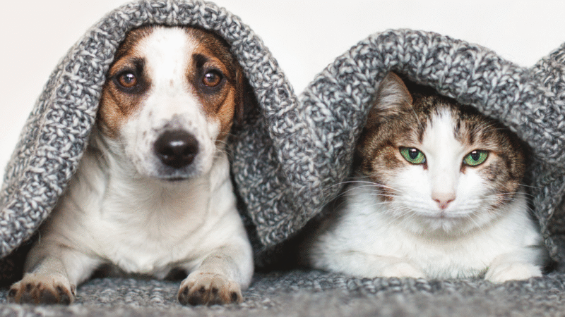Linguagem Corporal dos Pets – O guia definitivo para decifrar Cães e Gatos e fortalecer sua conexão animal