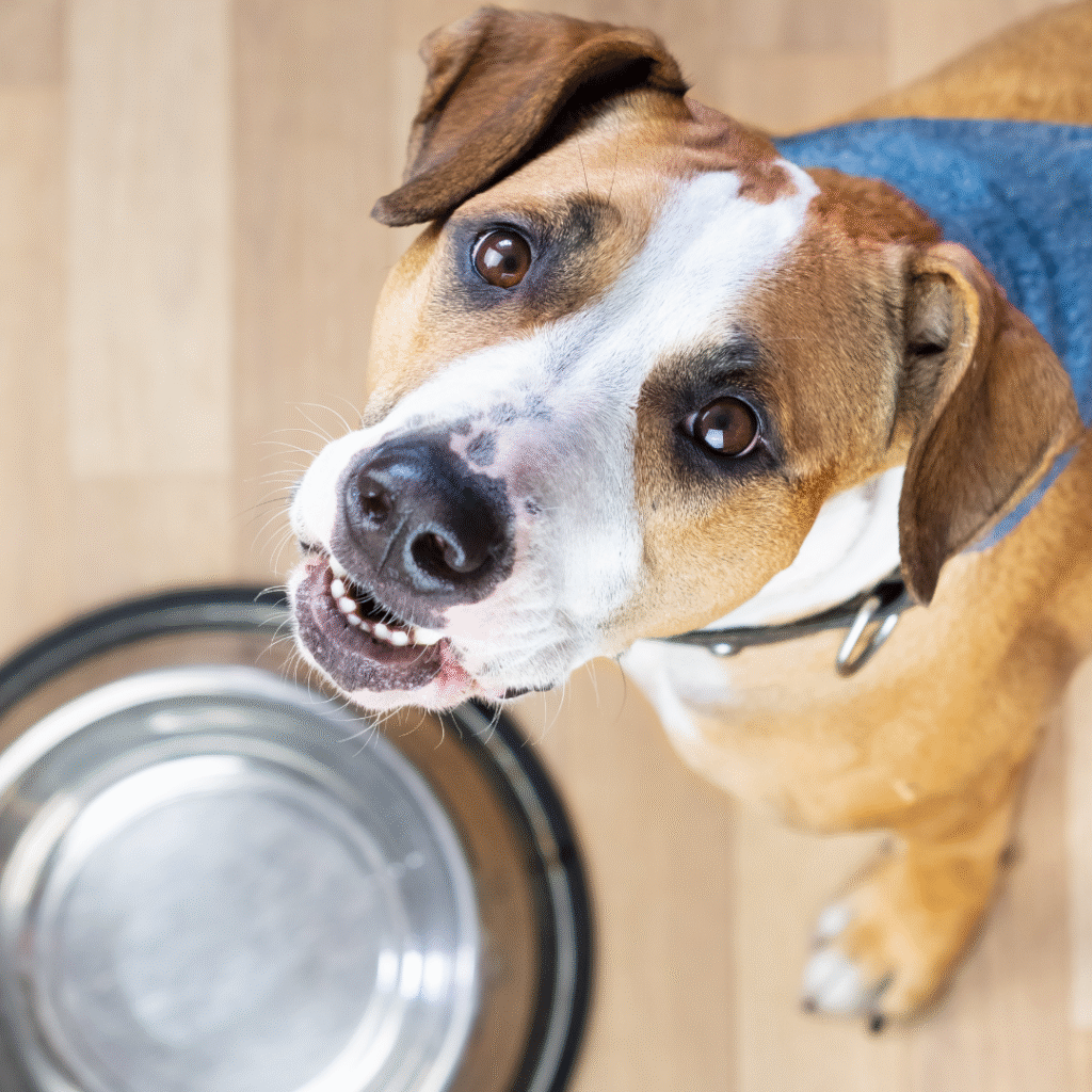 venenos para cães