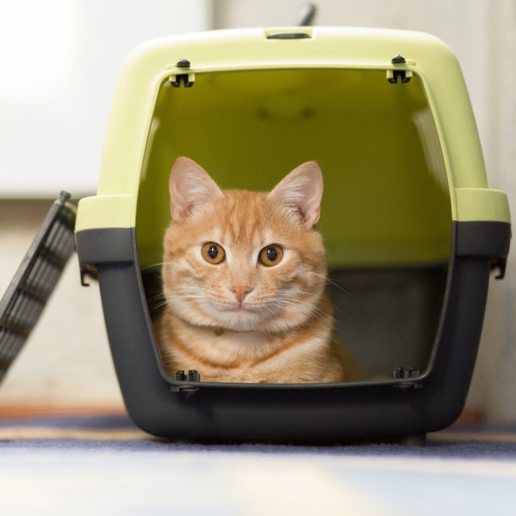 gato na caixa de transporte