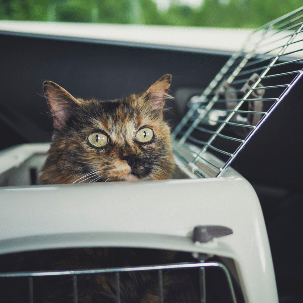 gato na caixa de transporte