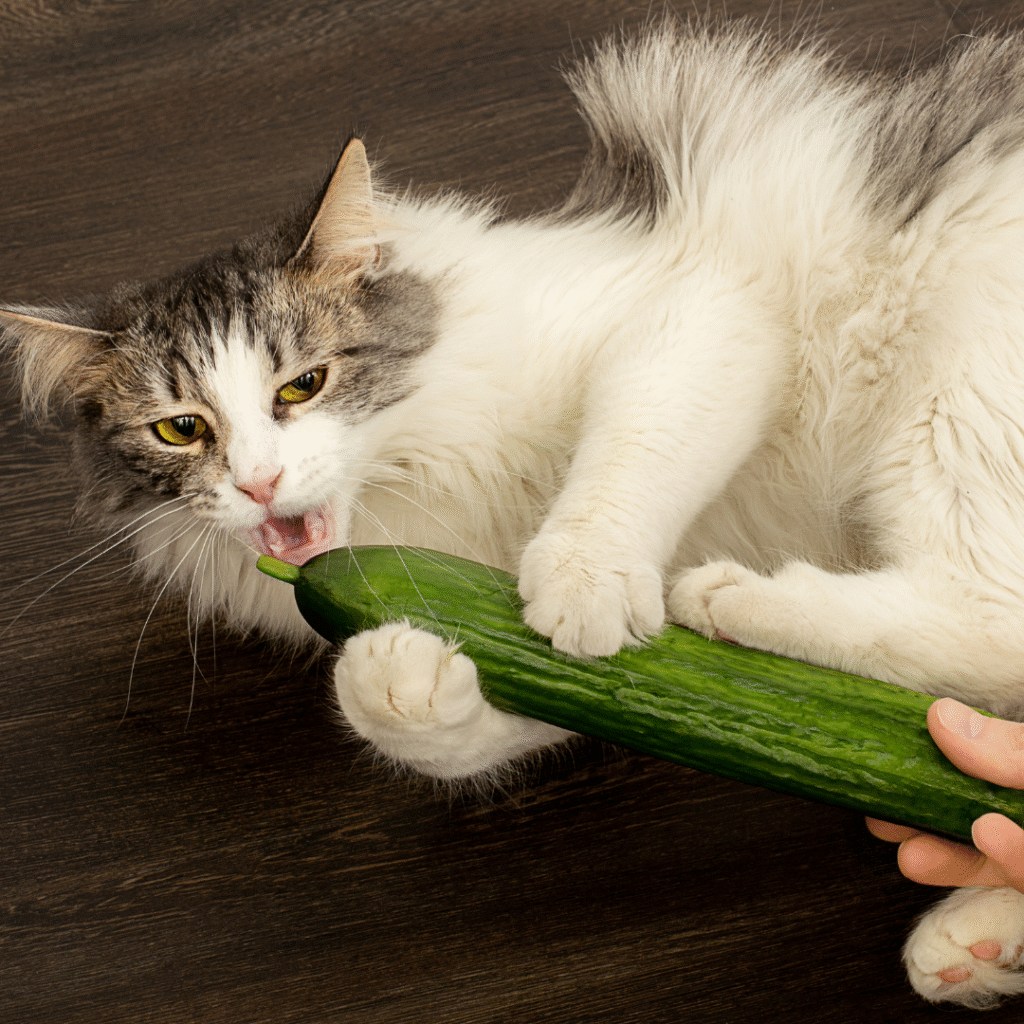 gatos têm medo de pepino