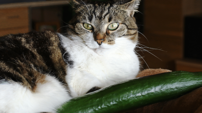 Gatos têm medo de pepino? Entenda o que está por trás desse comportamento curioso