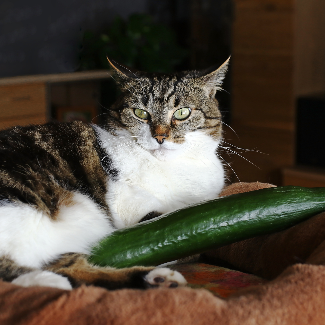 Gatos têm medo de pepino? Entenda o que está por trás desse comportamento curioso