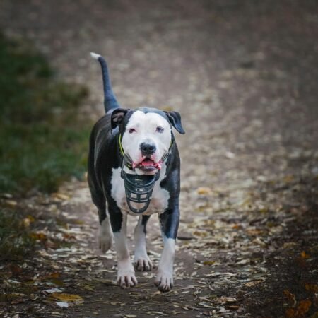 Lei em Santa Catarina: Tudo o Que Você Precisa Saber Sobre a Circulação de Cães Como o Pit Bull
