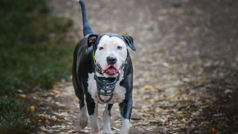 Lei em Santa Catarina: Tudo o Que Você Precisa Saber Sobre a Circulação de Cães Como o Pit Bull