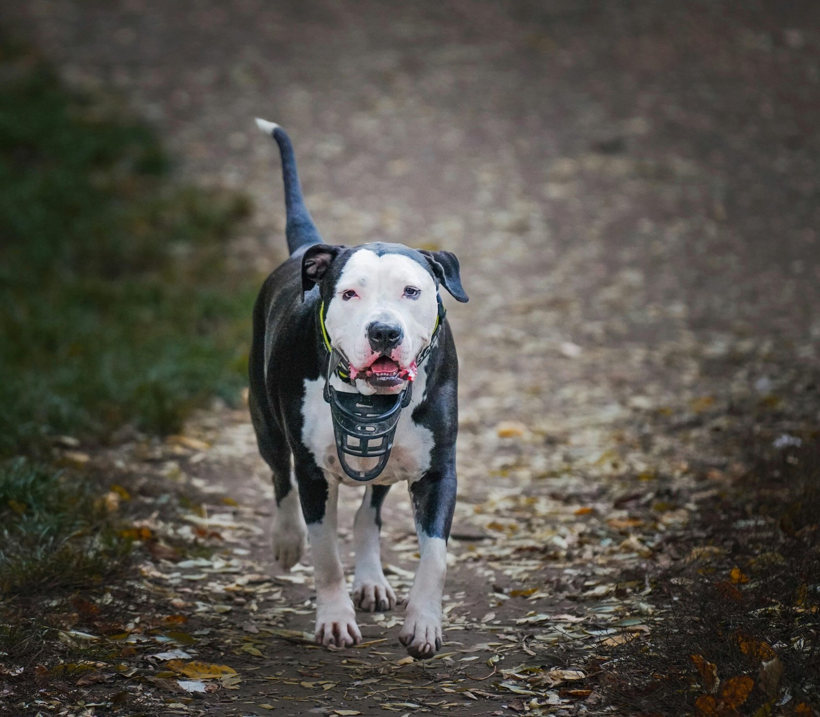 Lei em Santa Catarina: Tudo o Que Você Precisa Saber Sobre a Circulação de Cães Como o Pit Bull