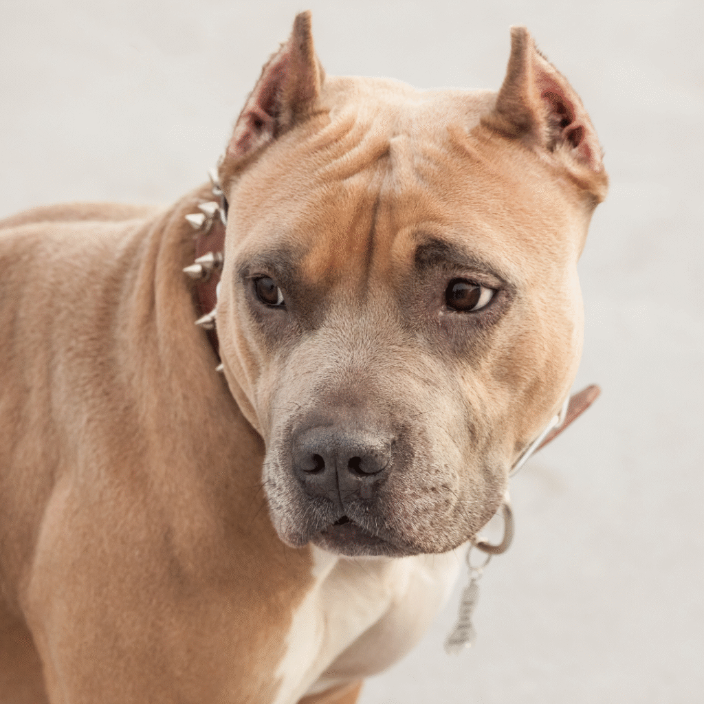 Pit Bull
